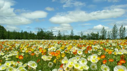 SOMMARTÄVLING – Vinn Green Day Rockband