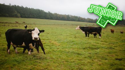 Old McDonald had a farm