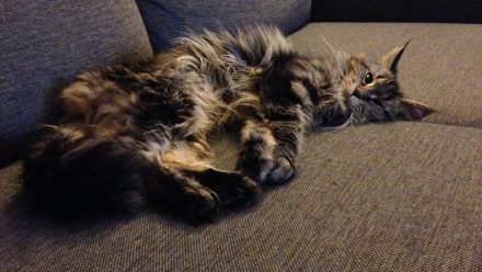 Katter är det överlägsna spelsällskapet