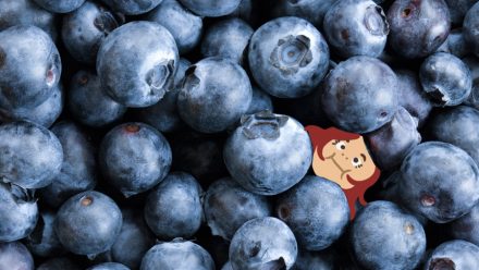 Nitton bast men ändå ett blåbär